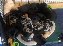 Puppy Pile