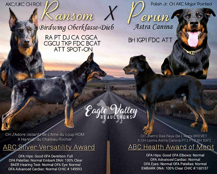 Ransom X Perun ‘S’ Litter