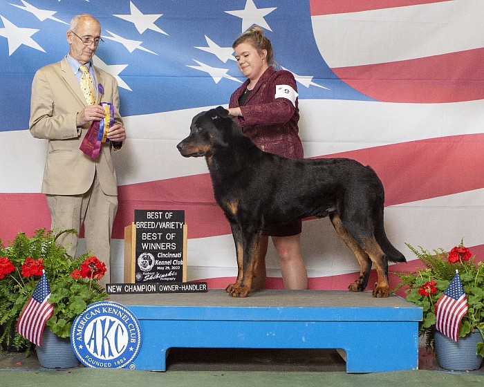 Perun is a New AKC Champion!